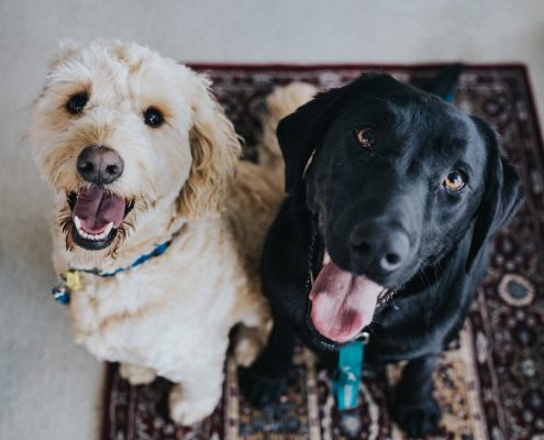 pets in senior living communities, happy dogs